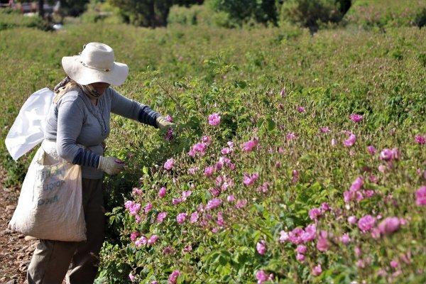 Isparta gülleri tarlaları renklendirdi