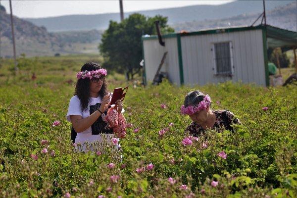 Isparta gülleri tarlaları renklendirdi