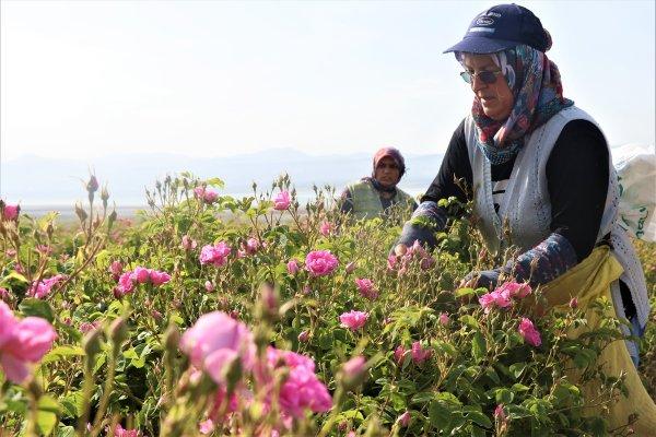 Isparta gülleri tarlaları renklendirdi