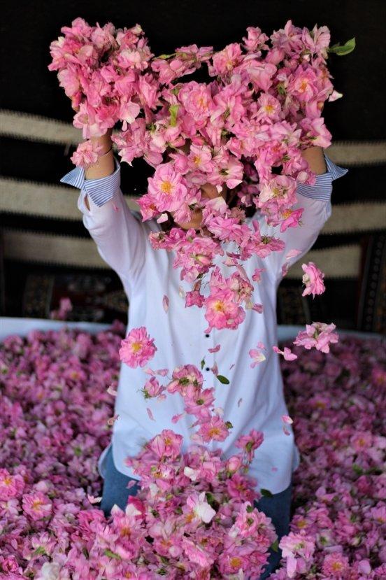 Isparta gülleri tarlaları renklendirdi