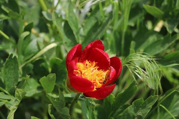 Ayı gülünü koparana 60 bin TL ceza kesilecek