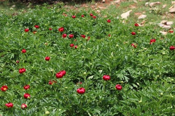 Ayı gülünü koparana 60 bin TL ceza kesilecek