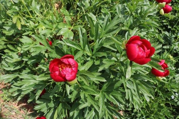 Ayı gülünü koparana 60 bin TL ceza kesilecek