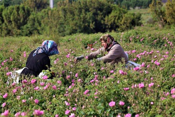 Isparta gülleri tarlaları renklendirdi