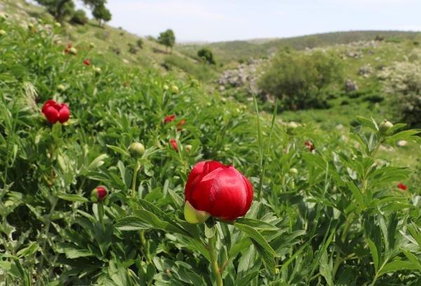 Ayı gülünü koparana 60 bin TL ceza kesilecek