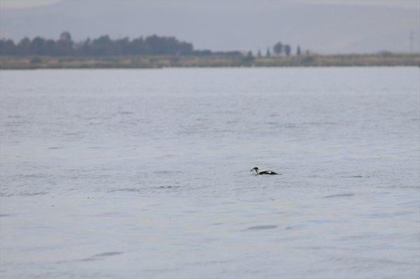 İzmir'de yeni bir kuş türü daha keşfedildi: Pufla