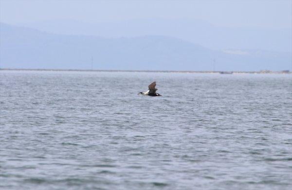 İzmir'de yeni bir kuş türü daha keşfedildi: Pufla