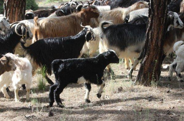 Şehri bırakıp ormana yerleşti