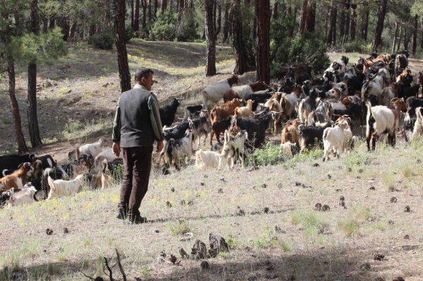 Şehri bırakıp ormana yerleşti