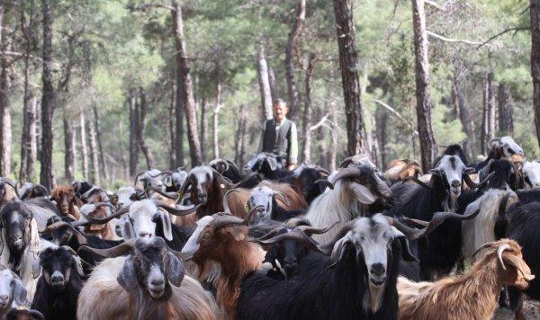 Şehri bırakıp ormana yerleşti