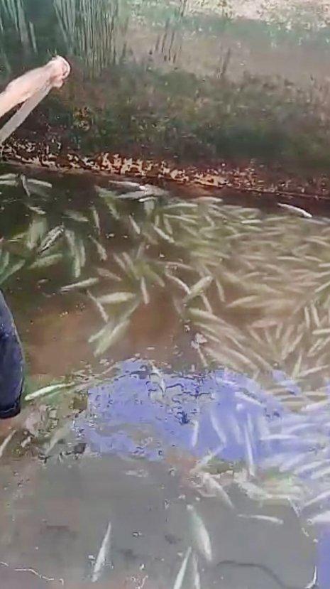 Diyarbakır'da 400 kilo balık telef oldu