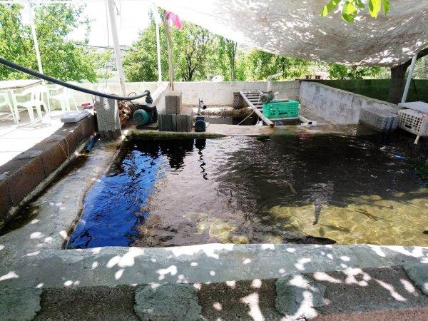 Diyarbakır'da 400 kilo balık telef oldu