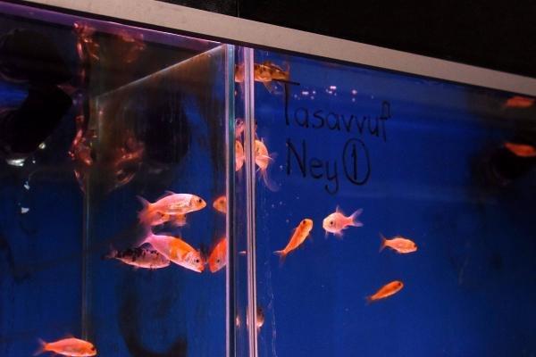 Kur'an-ı Kerim dinletilen balıklar hızlı büyüyor