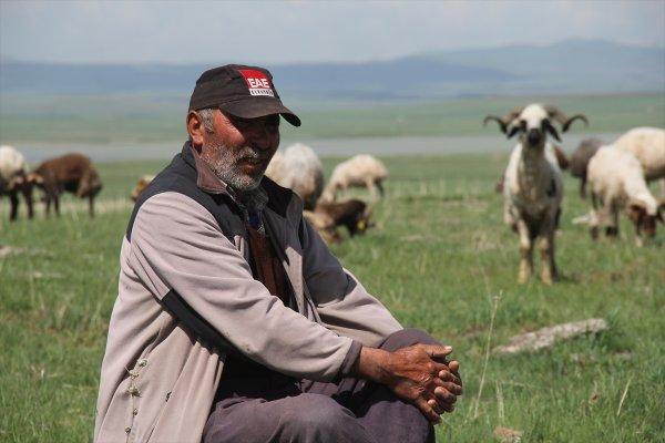 Kars'taki çobanlar yeni doğan kuzuları şemsiyeyle koruyor