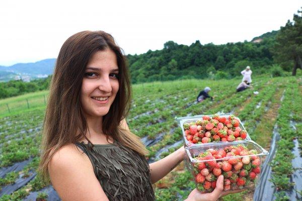 Kilosu 40 lira olan Osmanlı çileği