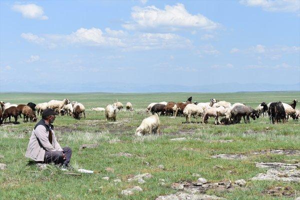 Kars'taki çobanlar yeni doğan kuzuları şemsiyeyle koruyor