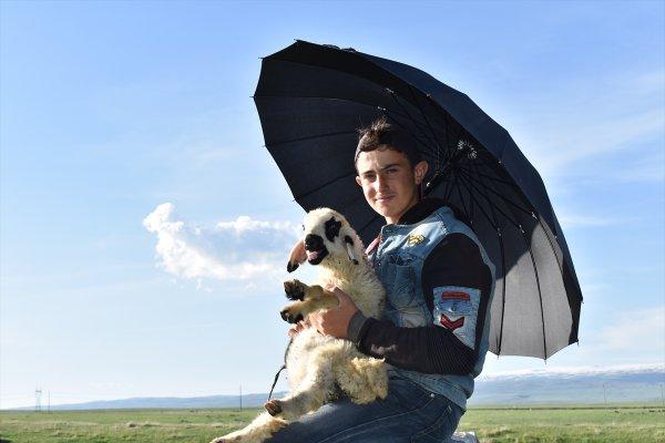 Kars'taki çobanlar yeni doğan kuzuları şemsiyeyle koruyor