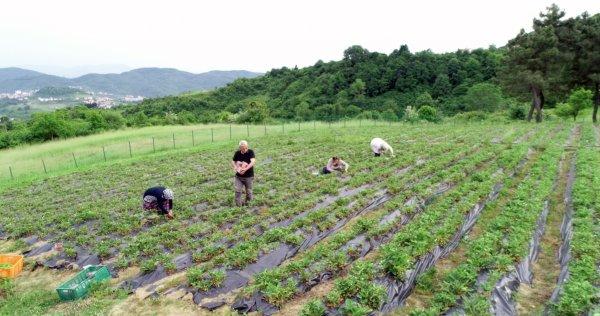Kilosu 40 lira olan Osmanlı çileği