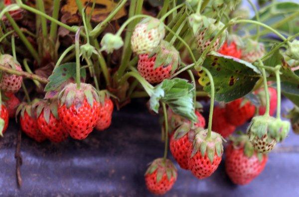 Kilosu 40 lira olan Osmanlı çileği