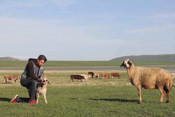 Kars'taki çobanlar yeni doğan kuzuları şemsiyeyle koruyor