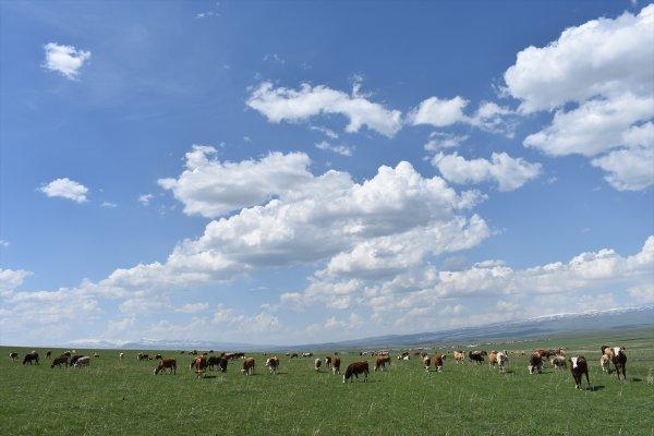 Kars'taki çobanlar yeni doğan kuzuları şemsiyeyle koruyor