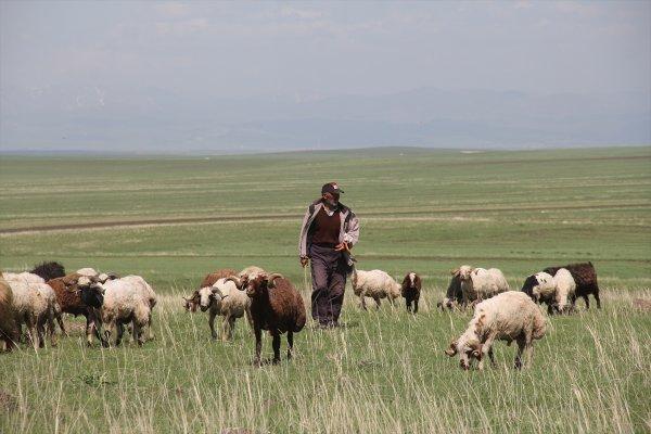 Kars'taki çobanlar yeni doğan kuzuları şemsiyeyle koruyor
