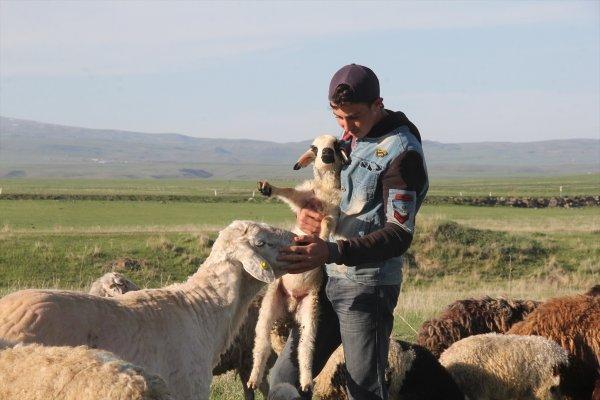 Kars'taki çobanlar yeni doğan kuzuları şemsiyeyle koruyor