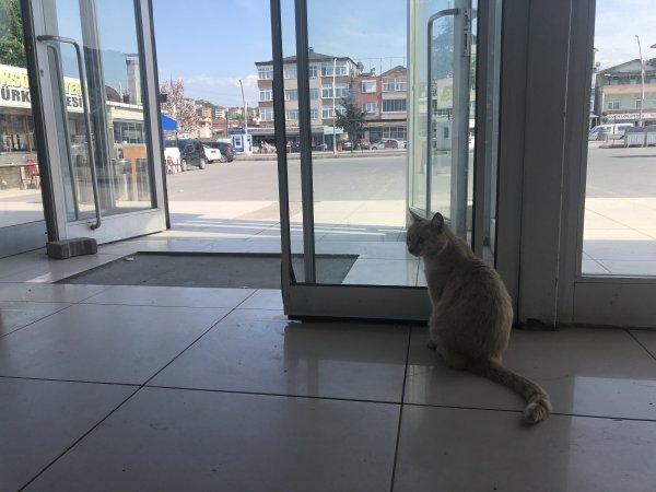 Terminalin kedisi Sarı, köpeklerin korkulu rüyası