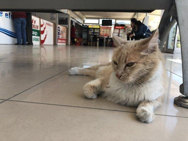 Terminalin kedisi Sarı, köpeklerin korkulu rüyası