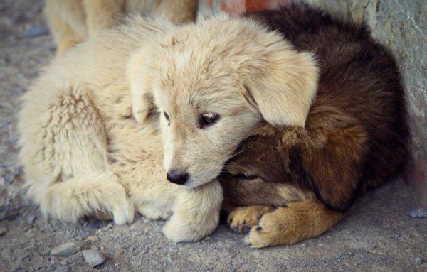 Hayvan hakları için 'hayvan polisi' isteği