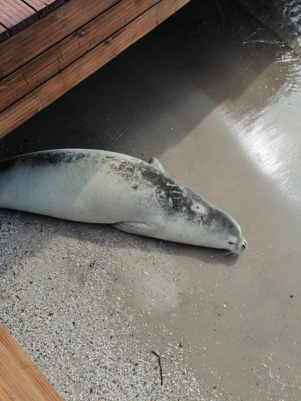 Bodrum koylarında beyaz fok heyecanı