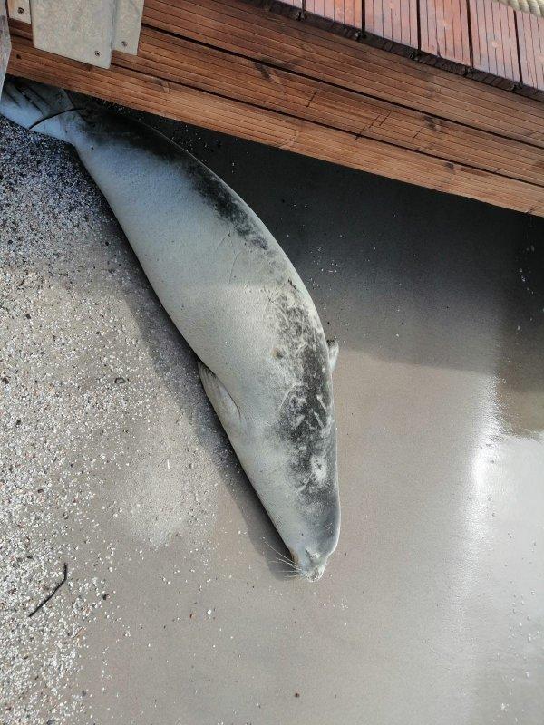 Bodrum koylarında beyaz fok heyecanı