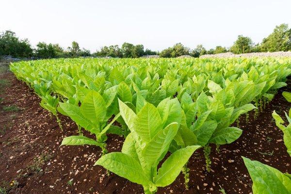 Tütüne ceza 1 yıl ertelendi