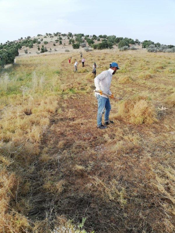 Mercimek tarlaları bayram dinlemiyor