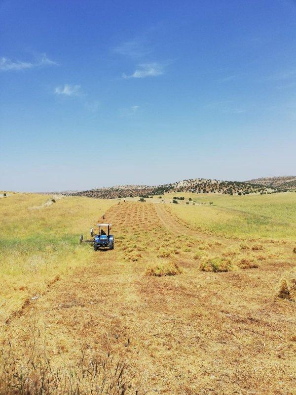 Mercimek tarlaları bayram dinlemiyor