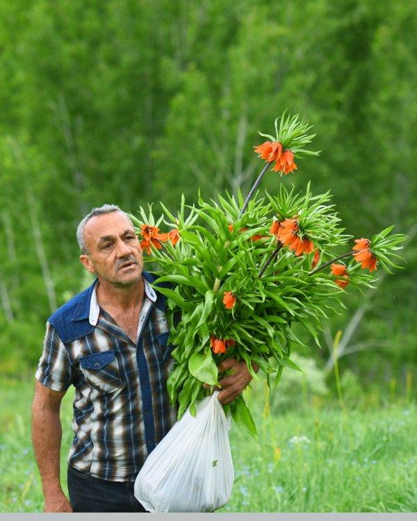Ters laleleri koparıp götürdüler