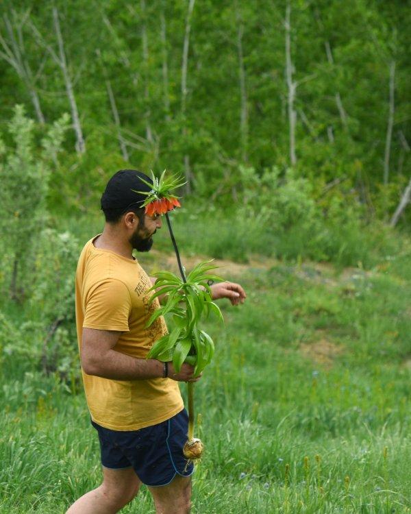 Ters laleleri koparıp götürdüler