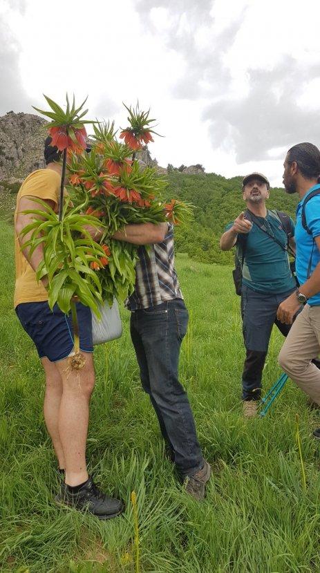 Ters laleleri koparıp götürdüler