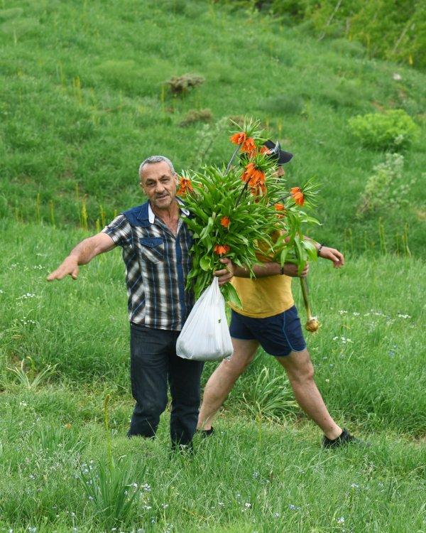 Ters laleleri koparıp götürdüler