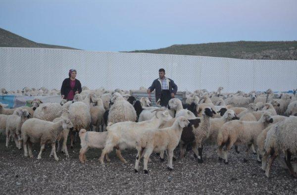 Erciyes Dağı'nda zorlu yayla hayatı başladı