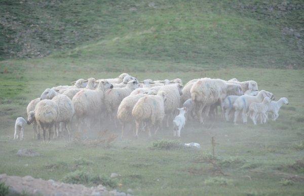 Erciyes Dağı'nda zorlu yayla hayatı başladı