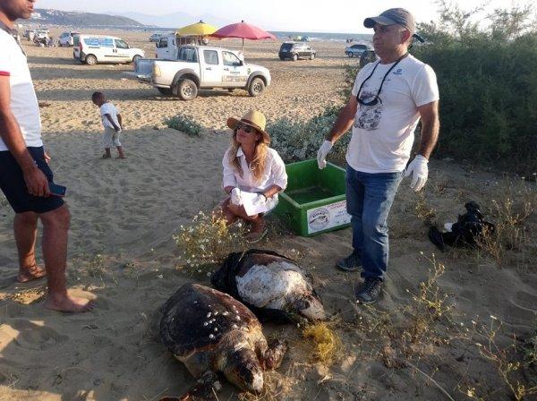 Misinaya dolaşan iki caretta caretta öldü