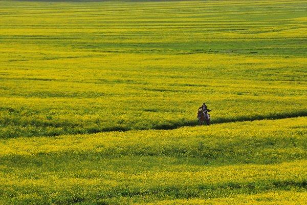 Van düzlükleri sarı çiçeklere büründü