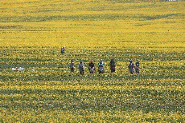Van düzlükleri sarı çiçeklere büründü