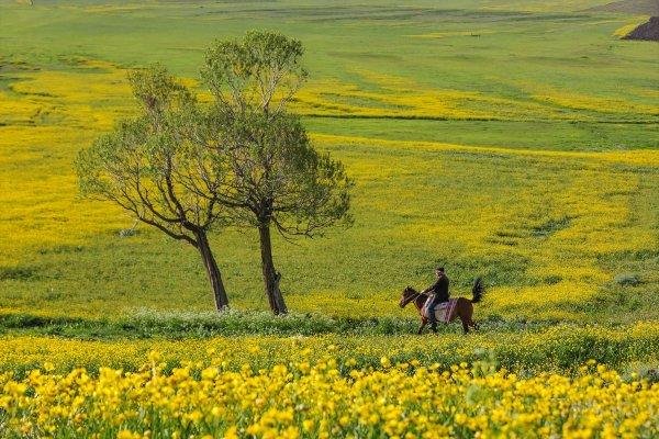 Van düzlükleri sarı çiçeklere büründü