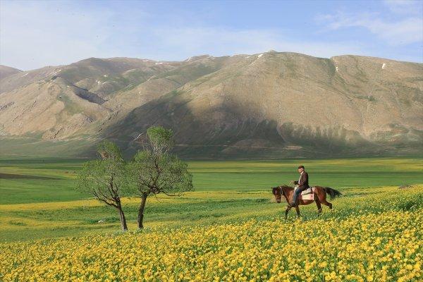 Van düzlükleri sarı çiçeklere büründü