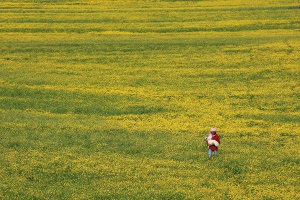 Van düzlükleri sarı çiçeklere büründü