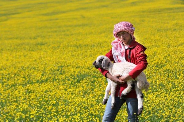 Van düzlükleri sarı çiçeklere büründü