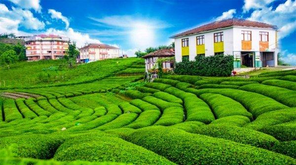 Çeçeva çay tarlasına yoğun ilgi