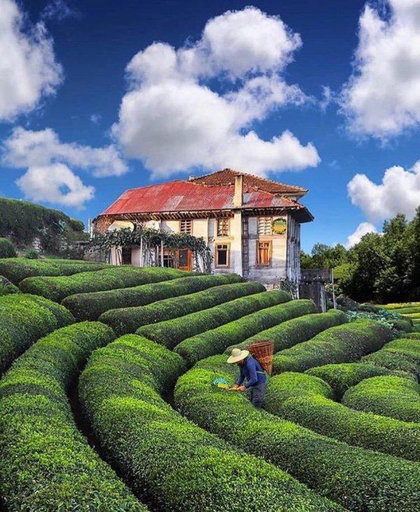 Çeçeva çay tarlasına yoğun ilgi